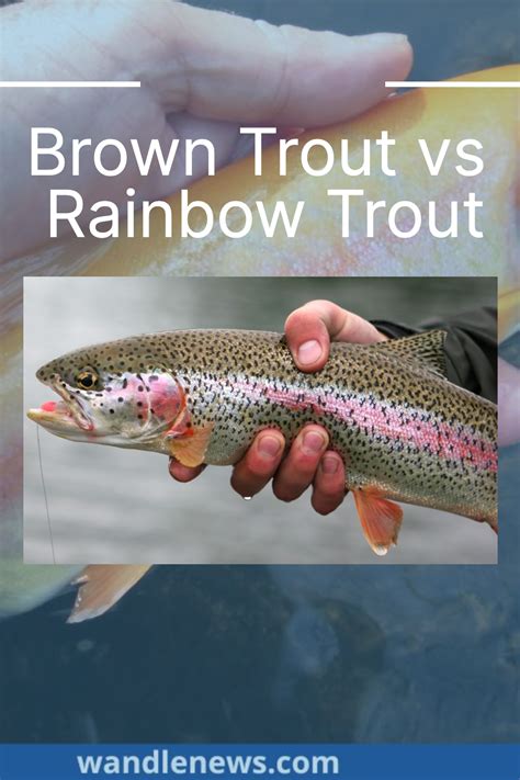 lightning trout vs rainbow trout