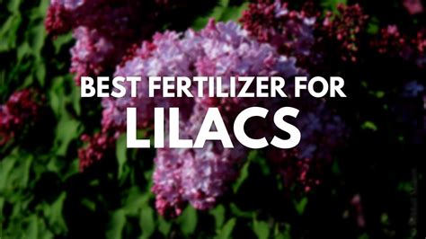 lilac bush fertilizer