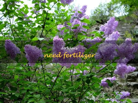 lilac fertilizing needs