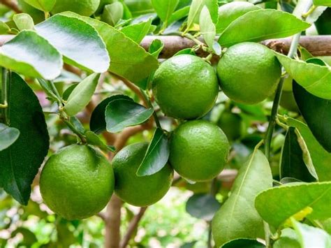 lime tree fertilizer