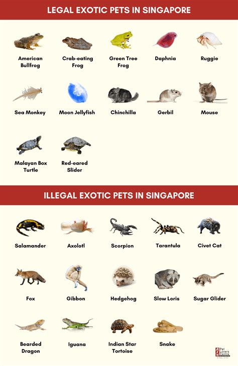 list of illegal pets in singapore