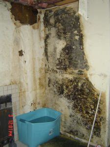 list of mold and mildew companies in san diego ca Epub