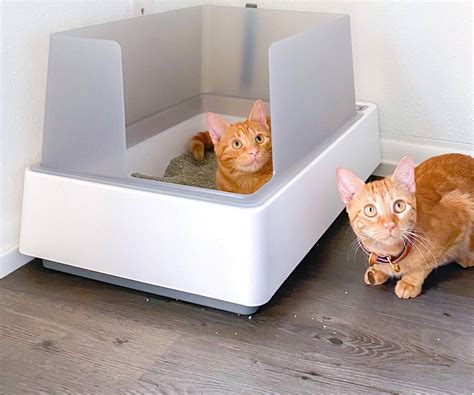 litter box