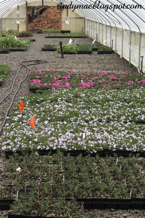 little prince of oregon nursery