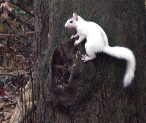 little white squirrels secret a special place to practice Reader