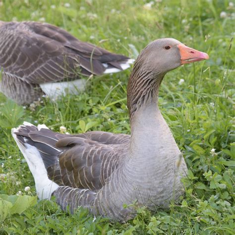 little willie the adopted baby goose on the farm book 1 PDF