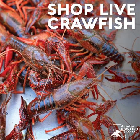 live crawfish near me