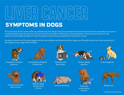 liver cancer in dogs