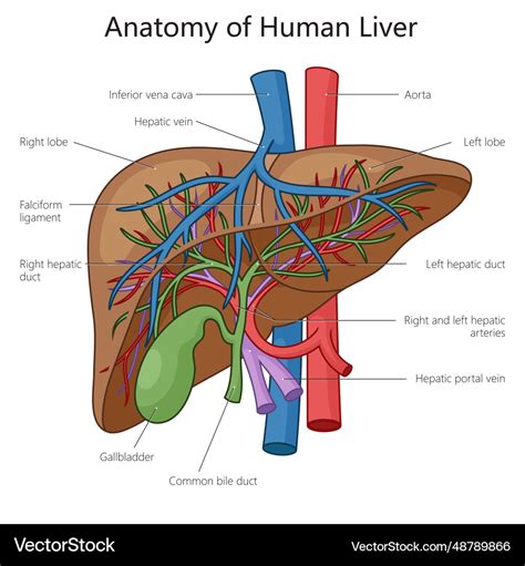 liver labeled diagram pdf Epub