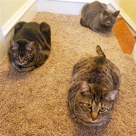 loaf cat