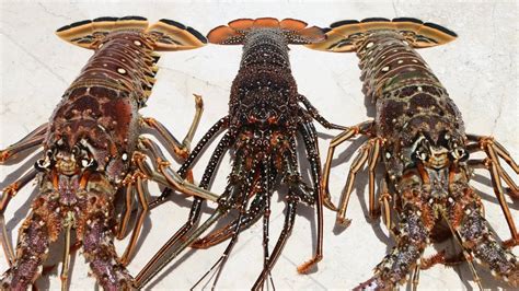 lobster cockroach of the sea