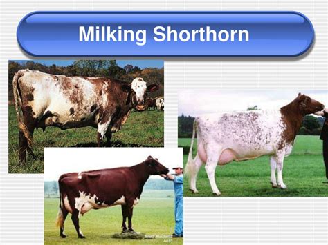 loctation period in milking shorthorn Kindle Editon