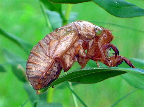 locust shells on trees