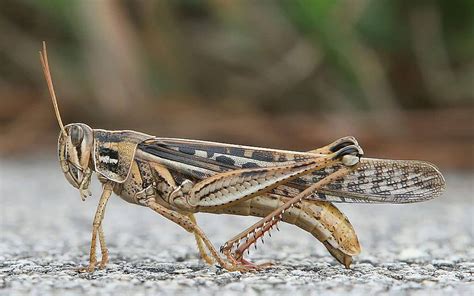 locusts insects on the move insect world Epub