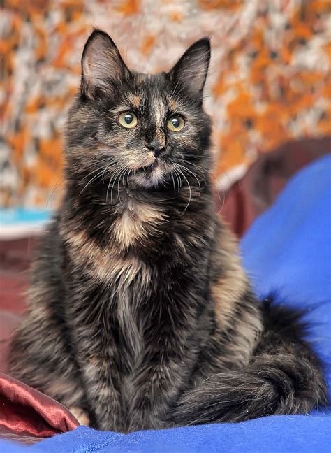 long hair tortoiseshell cat