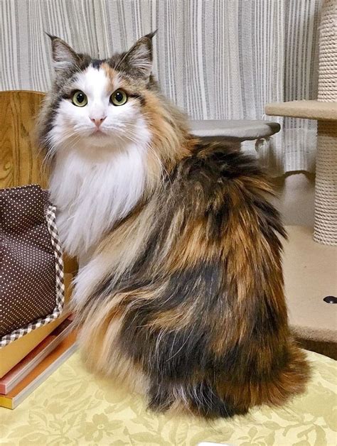 long haired calico kitten