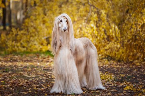 long haired dog