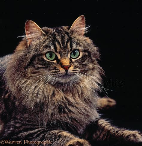 long haired tabby kitten