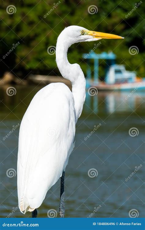 long legged wading birds Epub