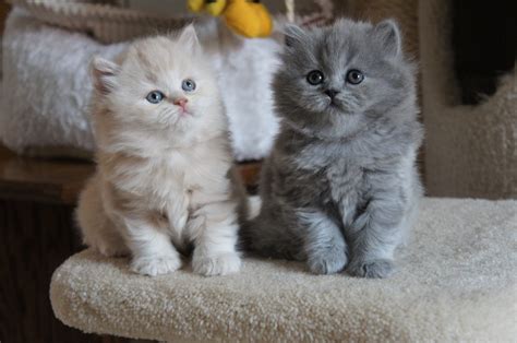 long-haired kittens