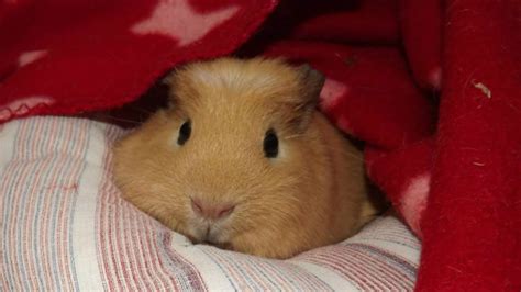 looking after guinea pigs Doc