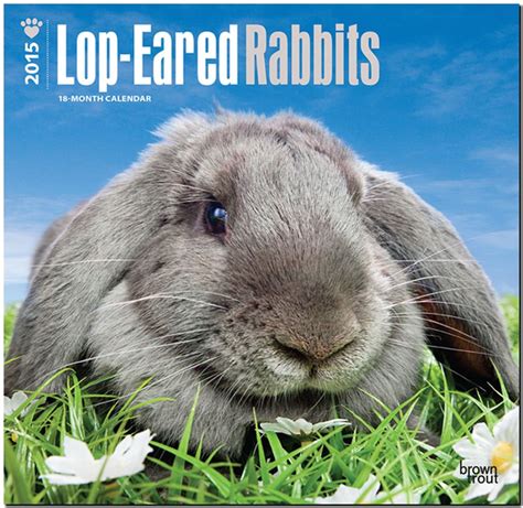 lop eared rabbits 2016 square 12x12 multilingual edition PDF