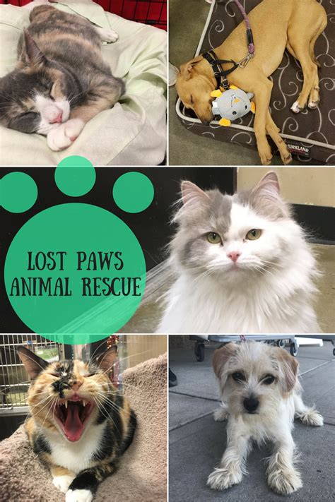 lost paws animal rescue