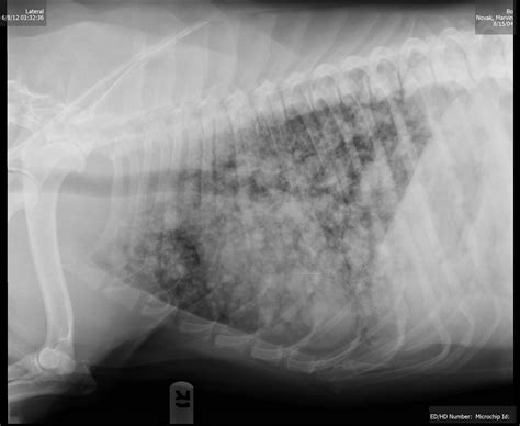 lung tumor in dogs