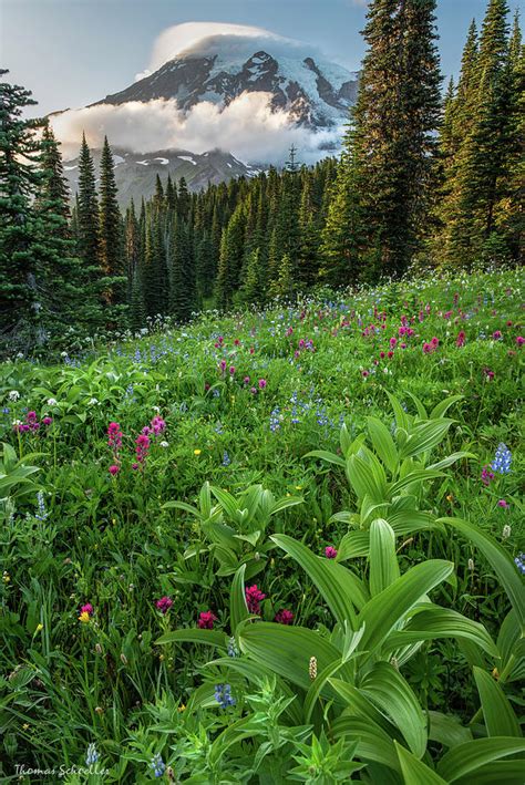 lush meadows