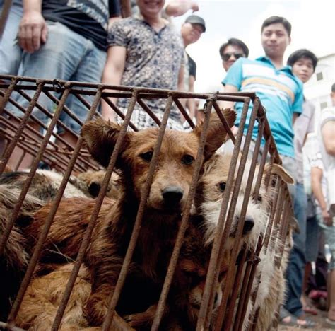 lychee and dog meat festival