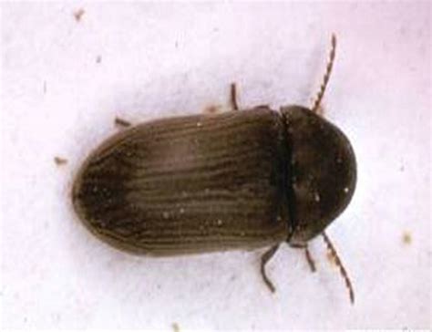 lyctid borer