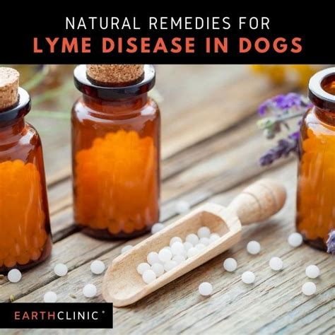 lyme disease treatment in dogs