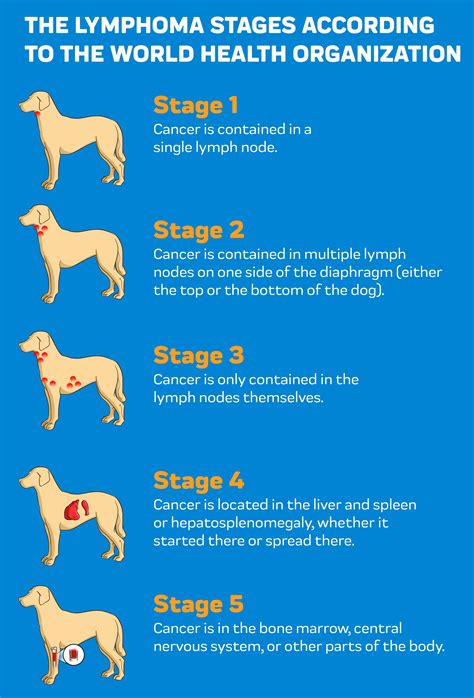 lymphoma cancer in dogs