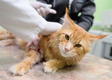 lymphoma in cats treatment