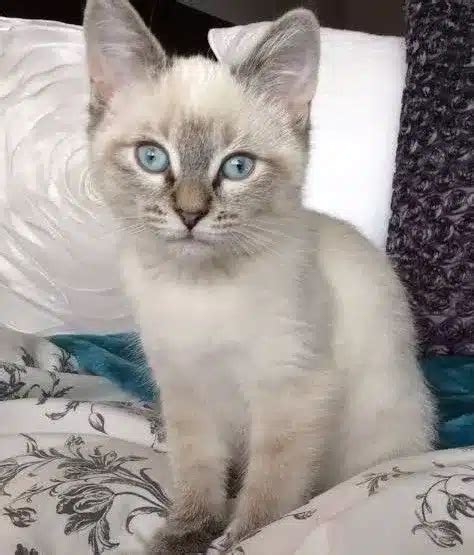 lynx point siamese price