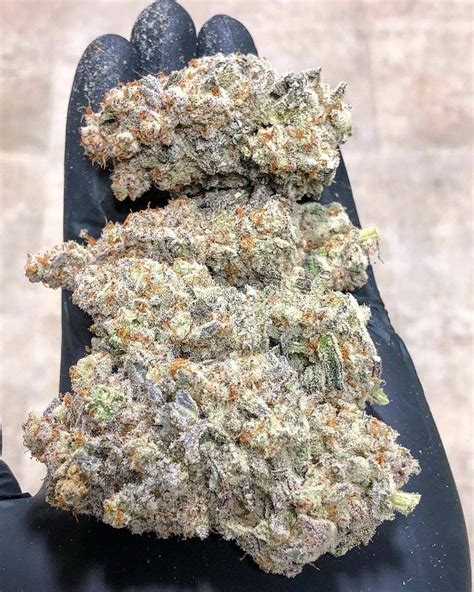 mac 1 strain