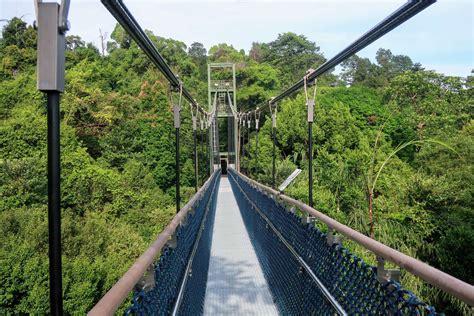 macritchie treetop walk