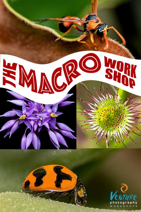 macro photography photo workshop PDF