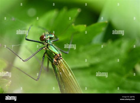 macrophotography dragonflies damselflies 2016 photographs Kindle Editon