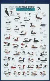 macs field guide to northwest coastal water birds macs guides Epub