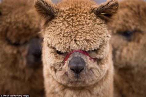 mad alpaca