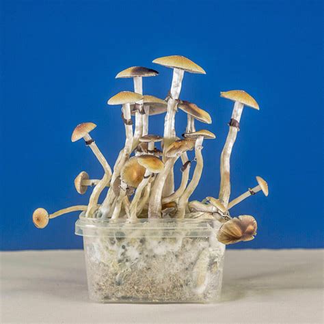 Magic Mushrooms Growing Kit