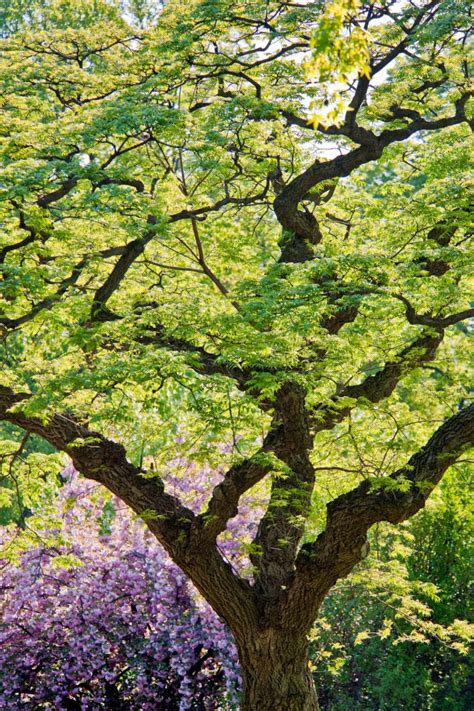 magnificent trees of the new york botanical garden Reader