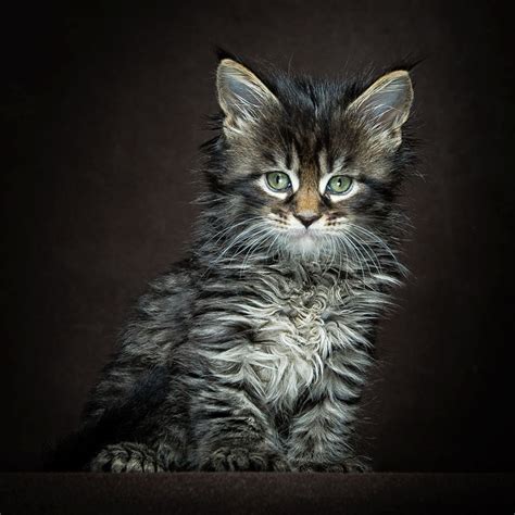 main coon kitten