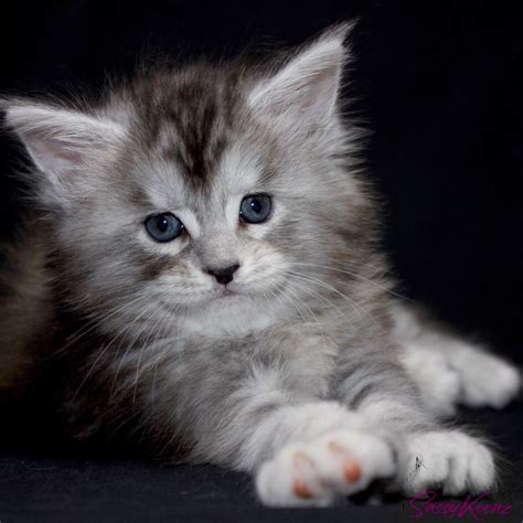 main coon kittens