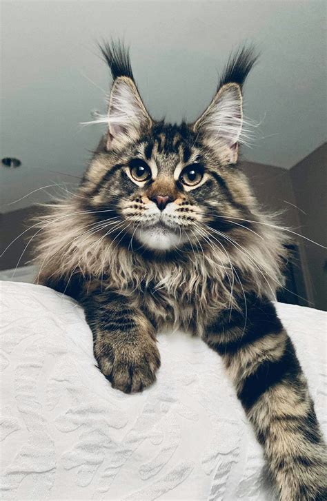 maine coon breed rescue