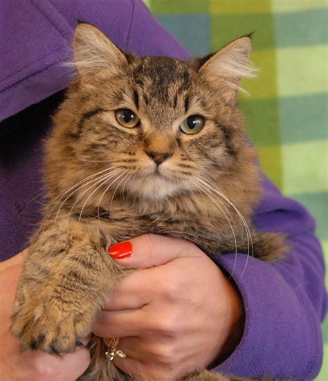 maine coon cat adoption