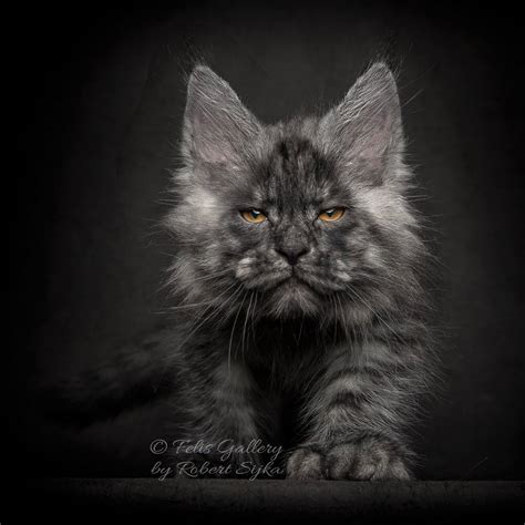 maine coon cat colors