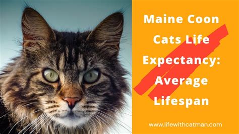 maine coon cat life span