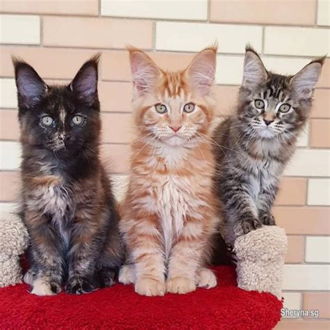 maine coon cats for sale singapore